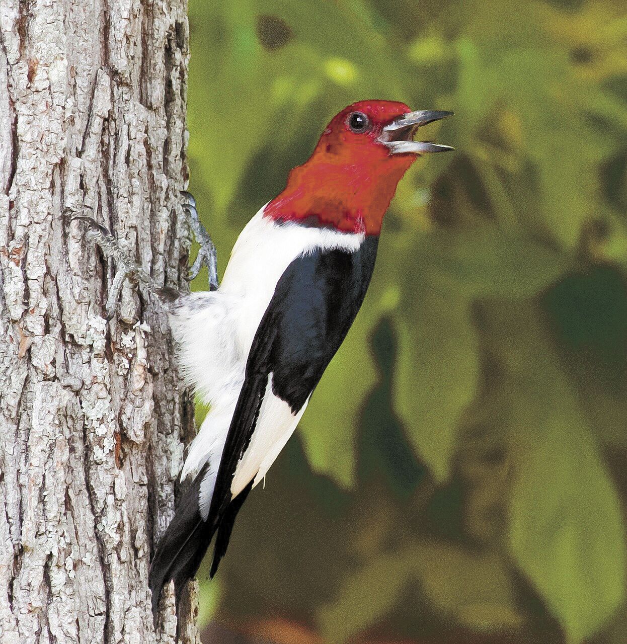 woodpecker-gd808ea937_1280